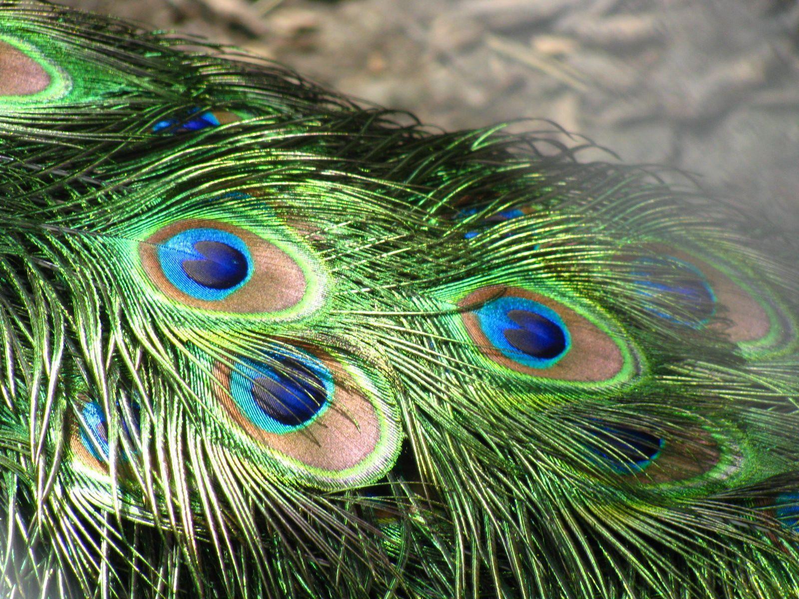 Peacock Feather Wallpapers HD Pictures