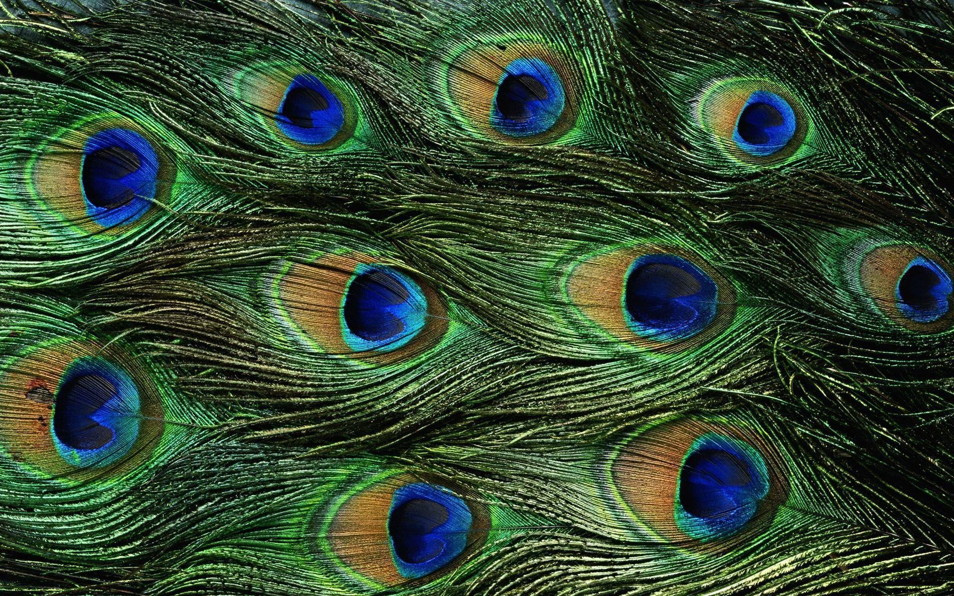 Peacock Feather Wallpapers For Android ~ Sdeerwallpapers