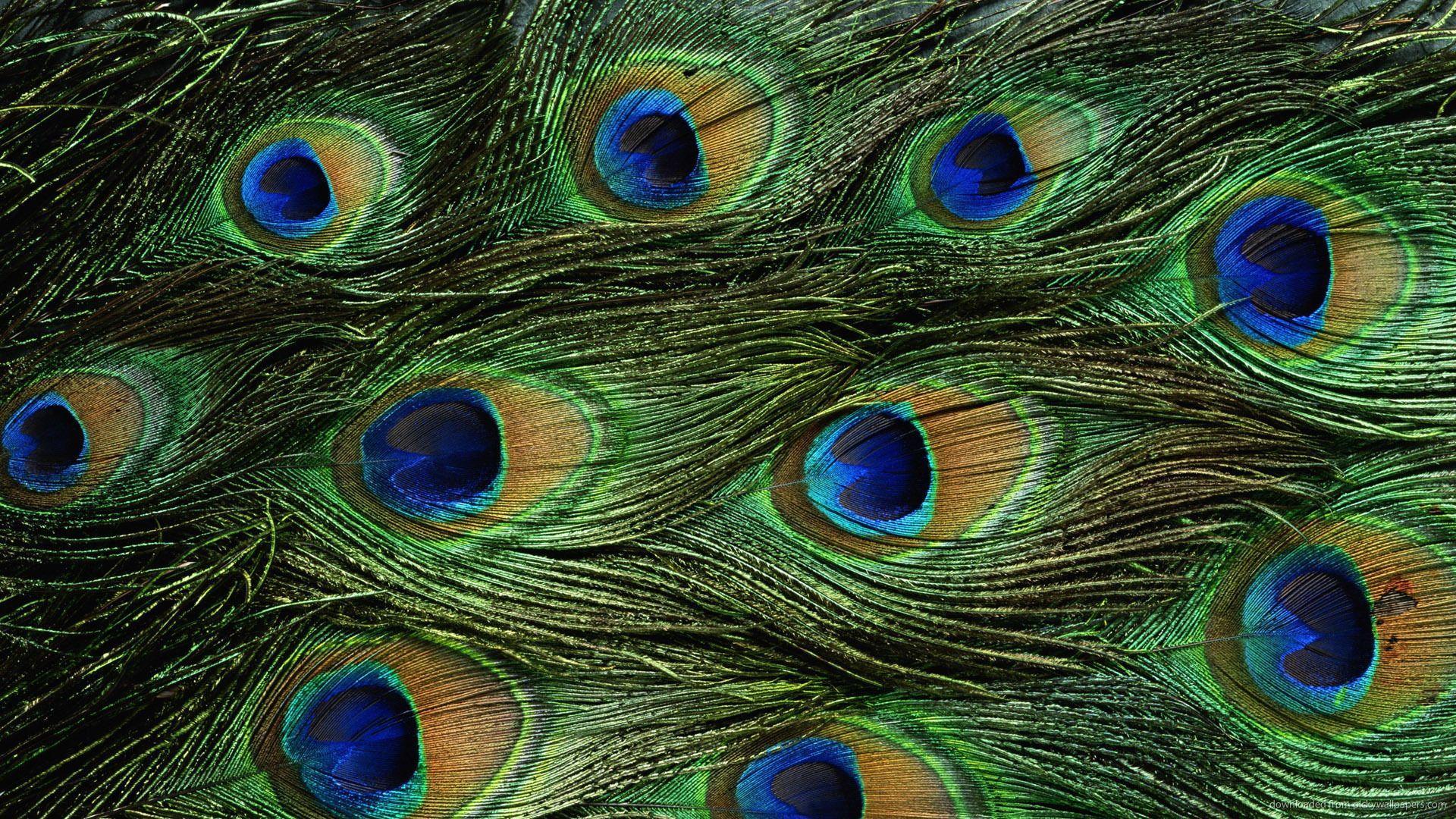 HD Peacock Feathers Wallpapers