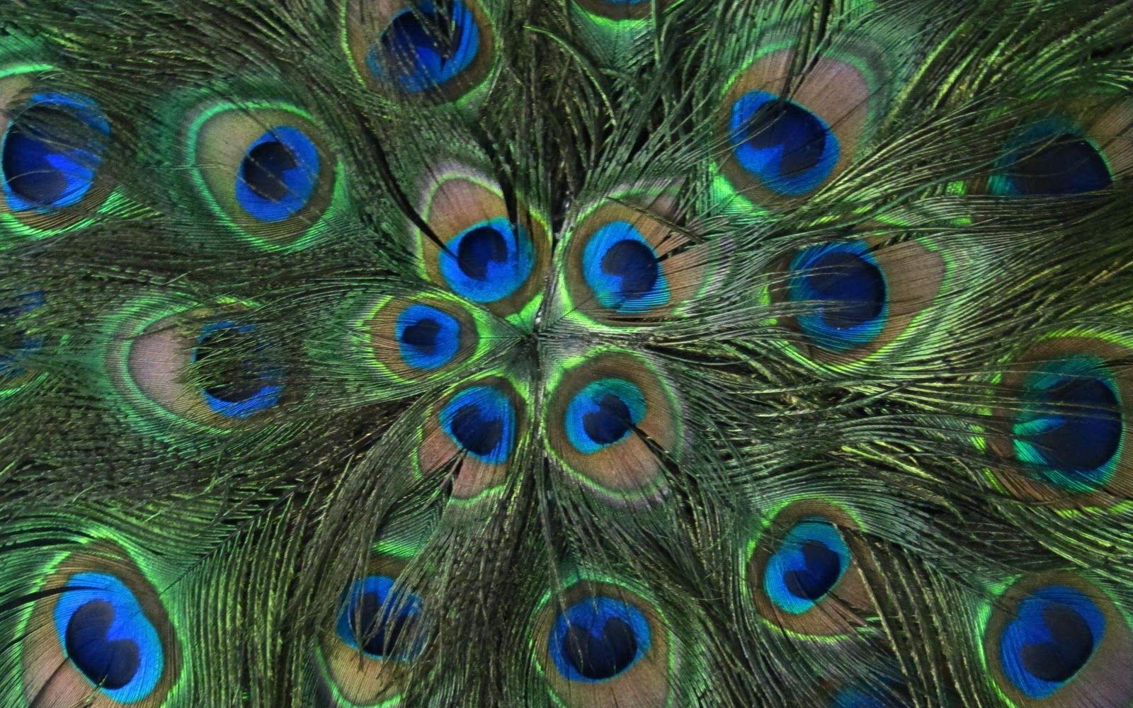 Peacock Feather Wallpapers Widescreen ~ Sdeerwallpapers