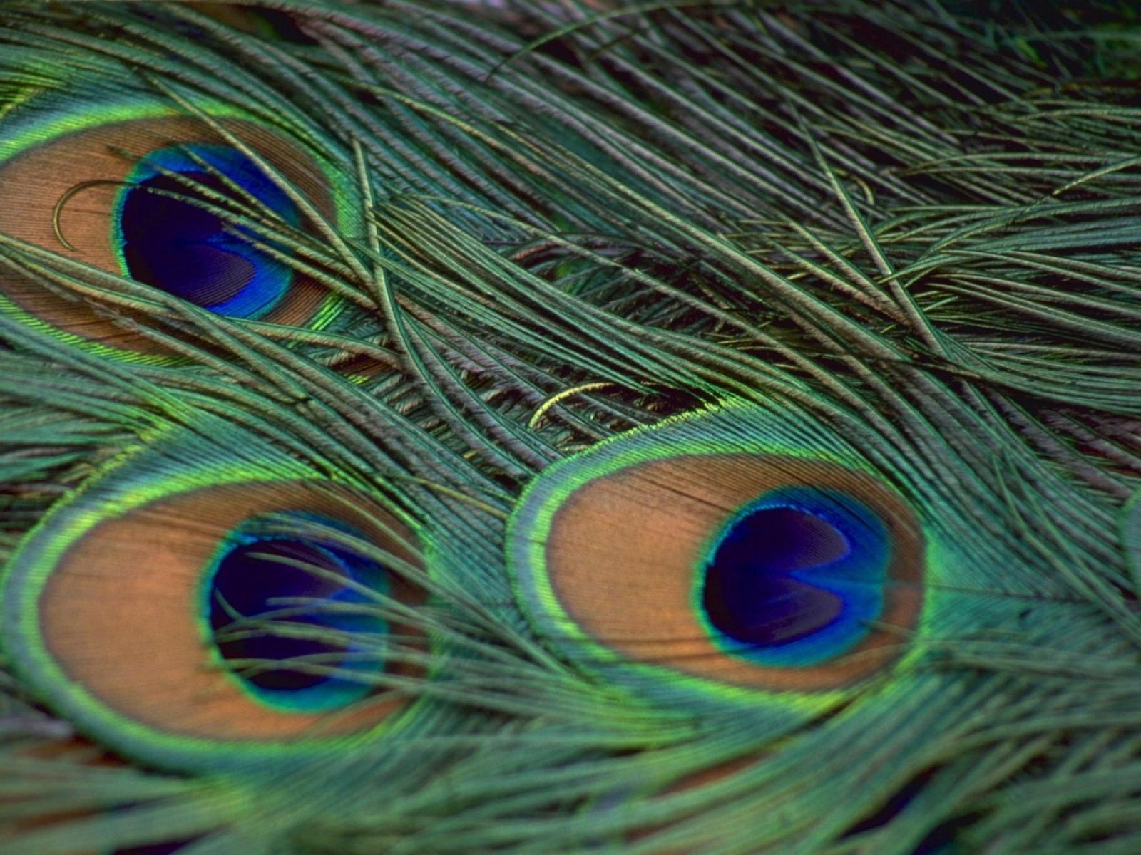 peacock feathers wallpapers Wallpapers