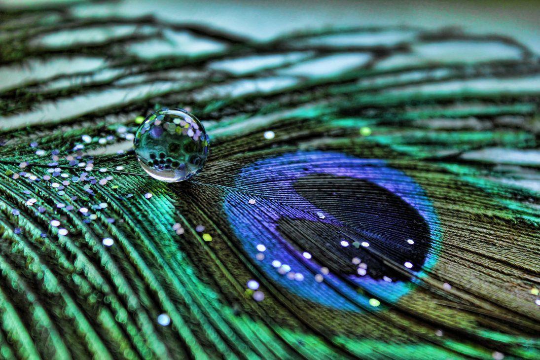 Peacock Feathers Wallpapers.