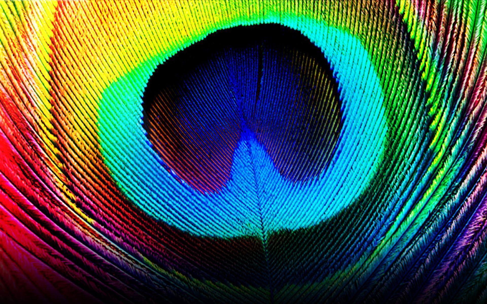 Peacock Feather Wallpapers for Desktop