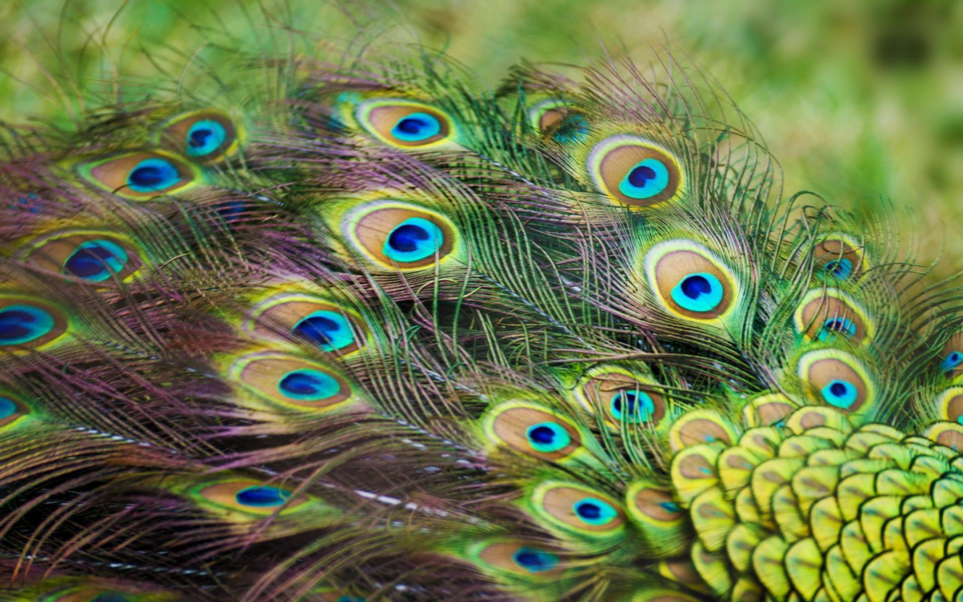 Peacock Feather wallpapers – wallpapers free download