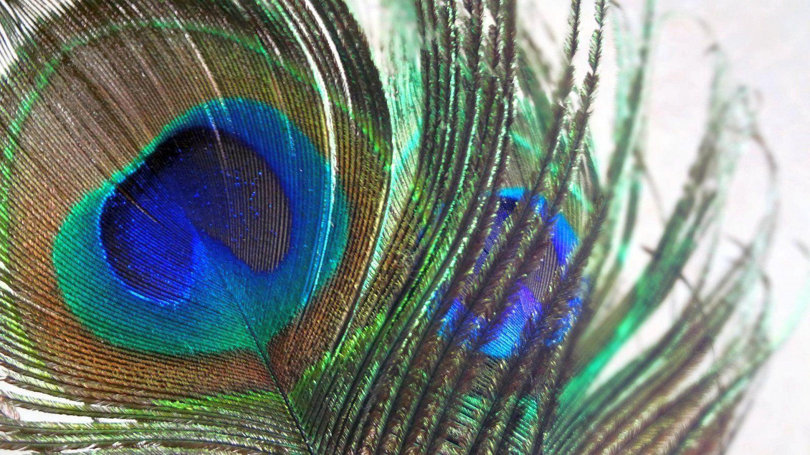Beautiful Peacock Feather Wallpapers in HD
