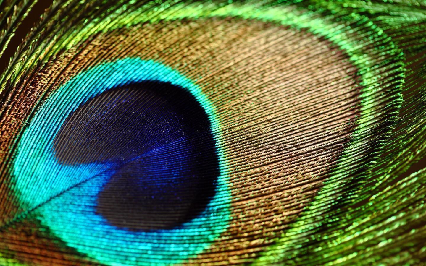 Peacock Feather wallpapers