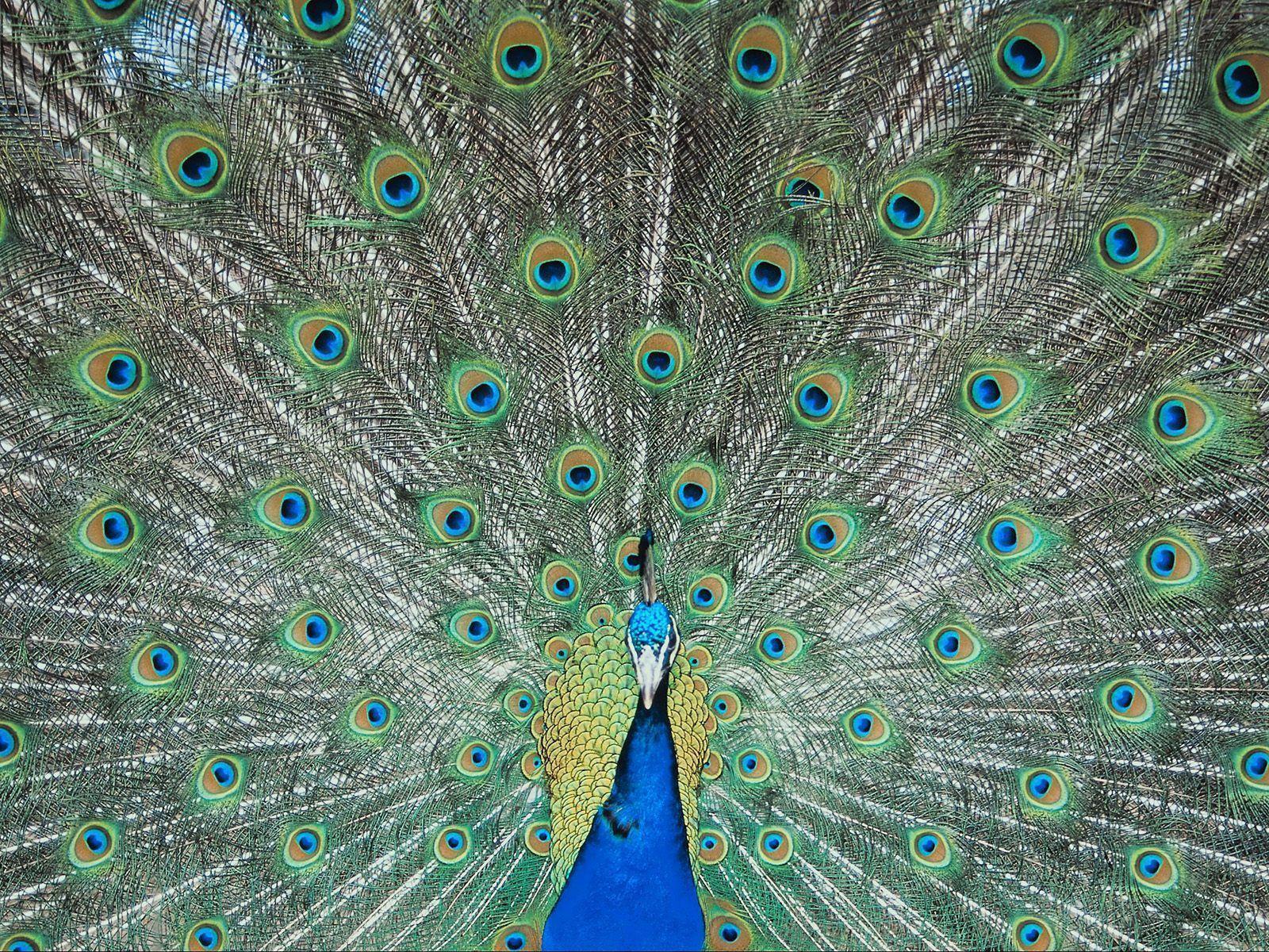 Peacock Feathers wallpapers and image