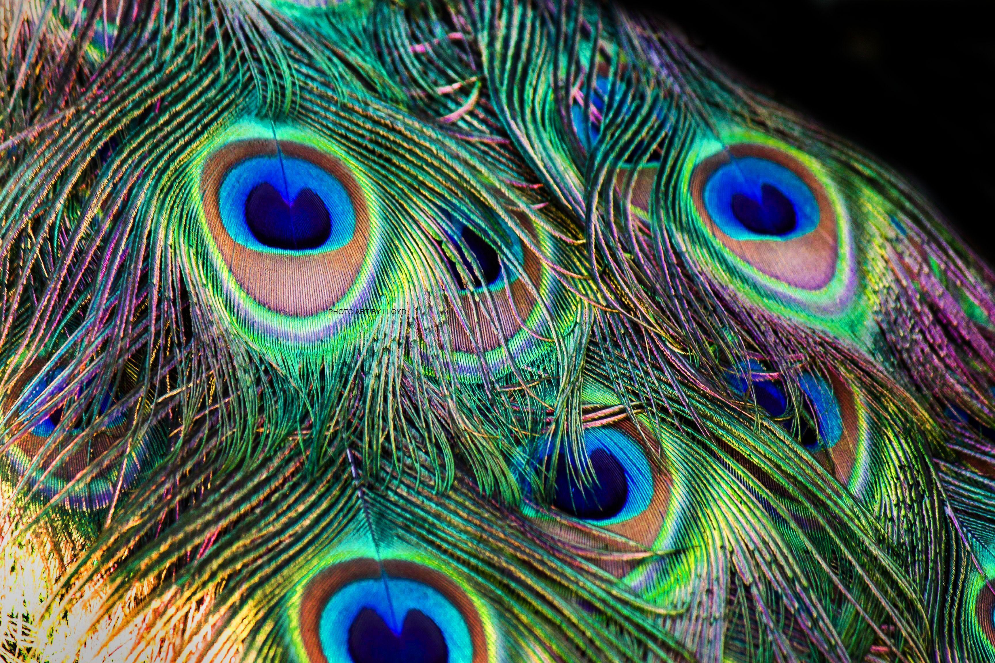 Peacock Feather Wallpapers Desktop Backgrounds ~ Sdeerwallpapers