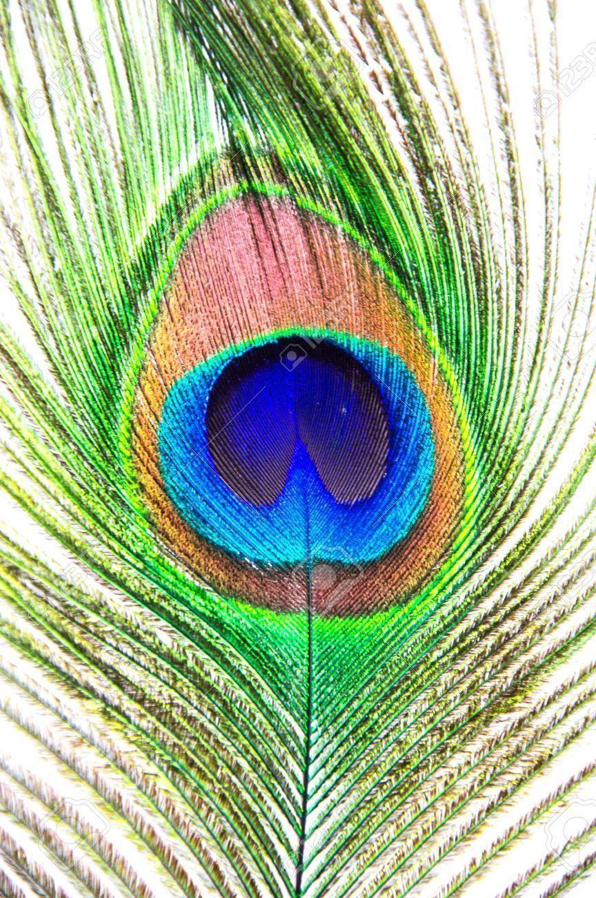 Free Beautiful Peacock Feathers Pictures