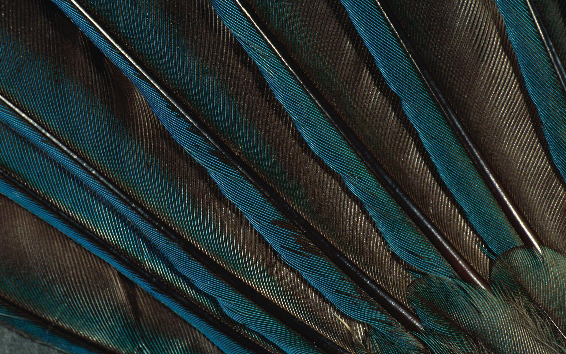 feathers feather peacock green wallpapers peacock feather HD wallpapers