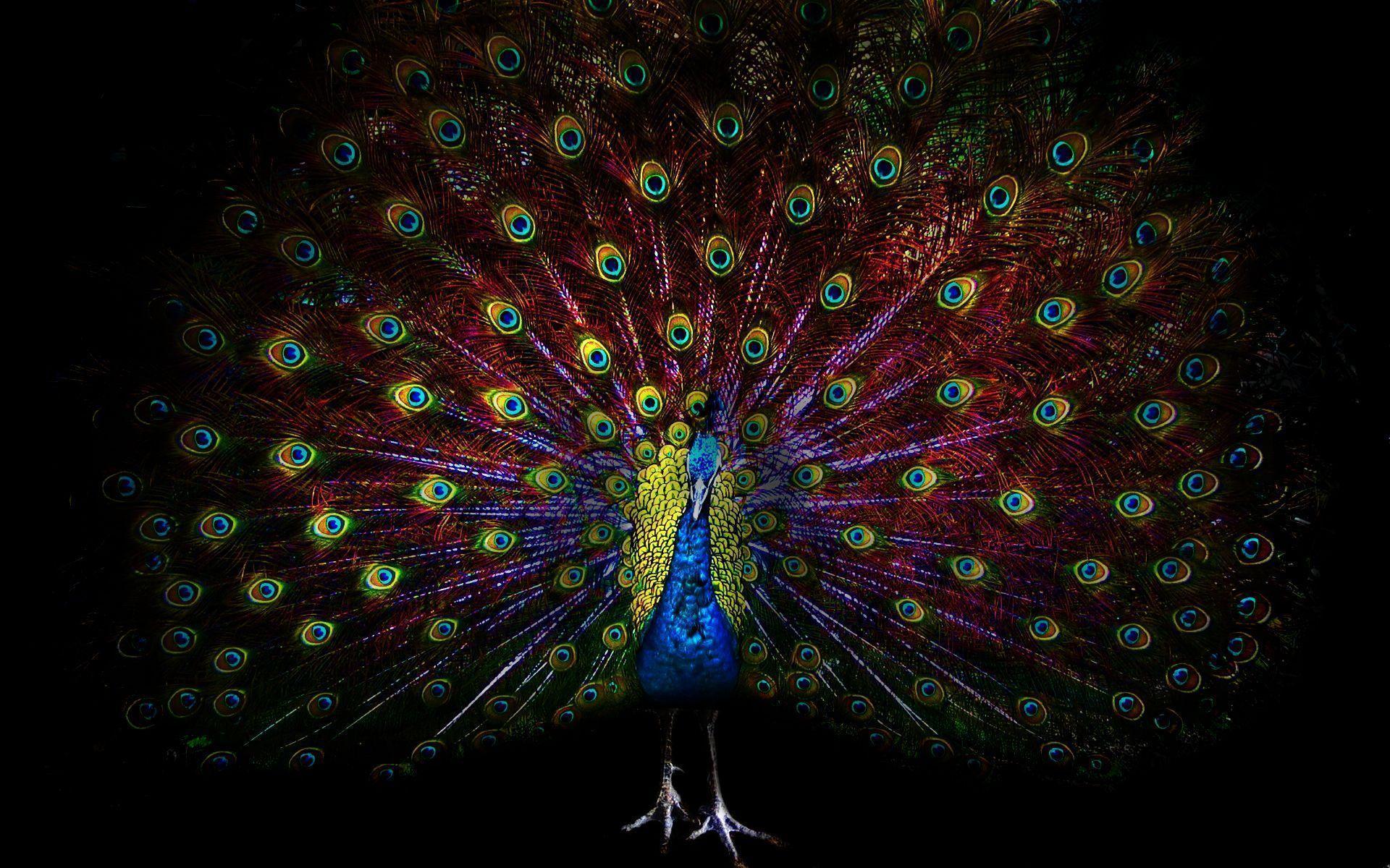 Hd Wallpapers Of Peacock Feathers