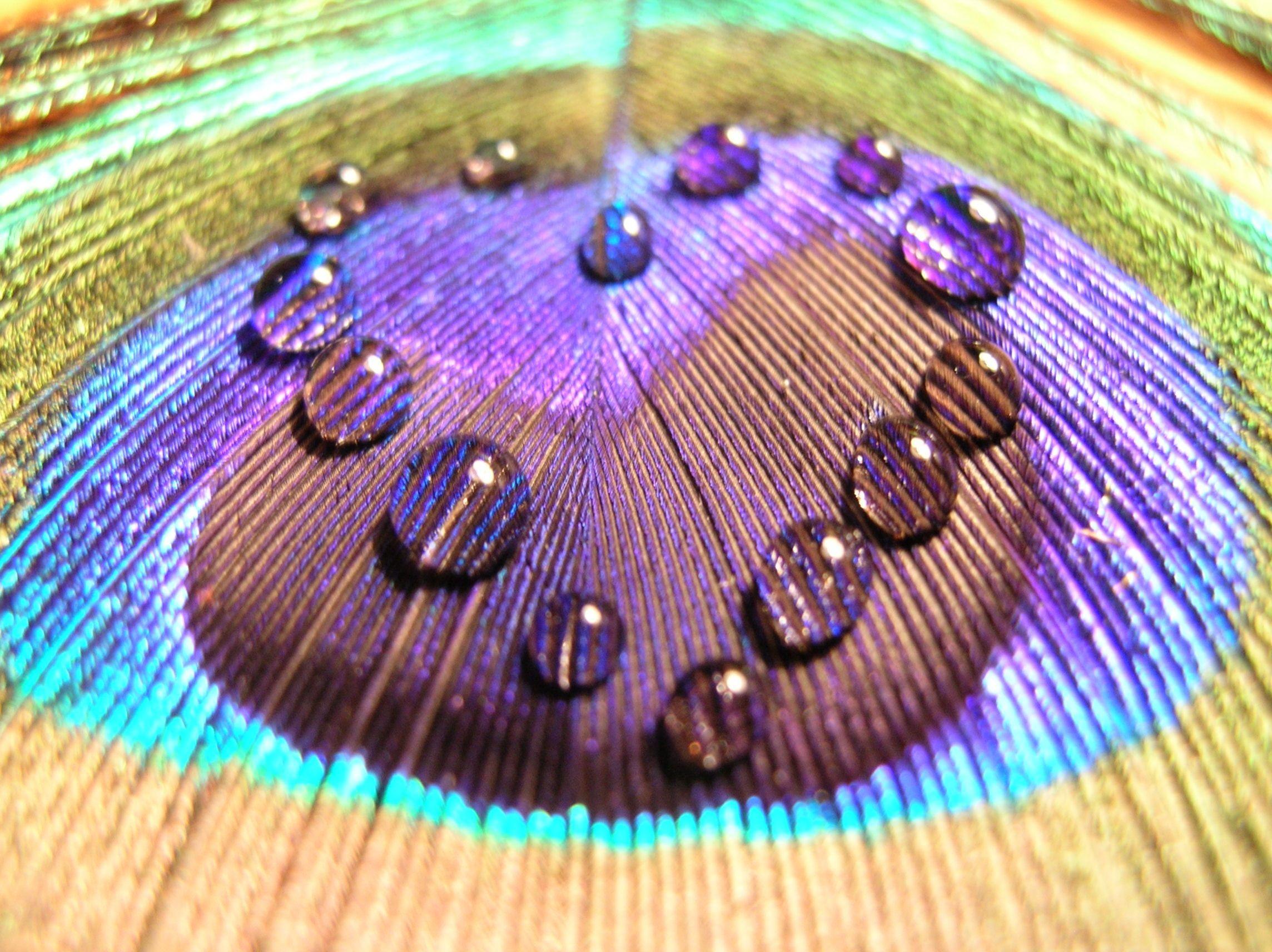 Download Wallpapers Feather, Surface, Peacock, Colorful, Drops HD