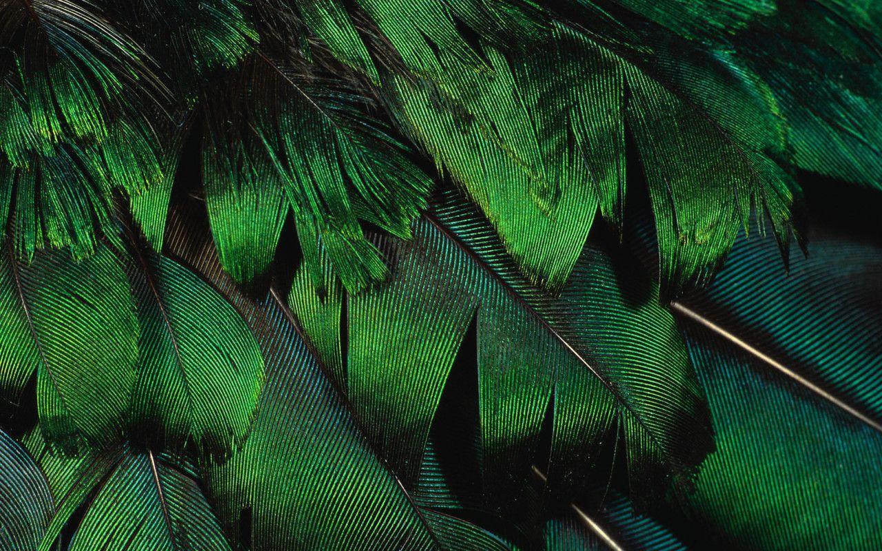 Download peacock feathers wallpapers desktop backgrounds photos in
