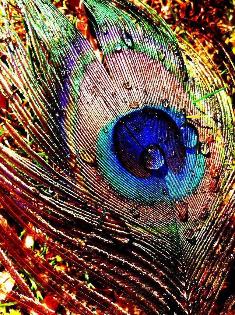 Peacock feathers, Feathers and Google