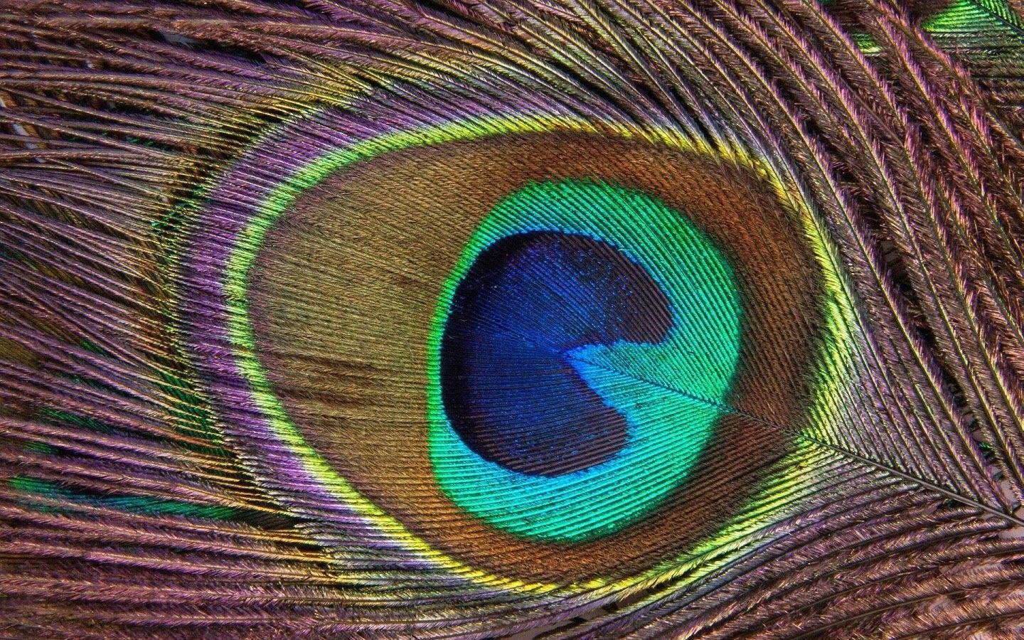 Peacock feather high quality hd wallpapers hd wallpapers high 2