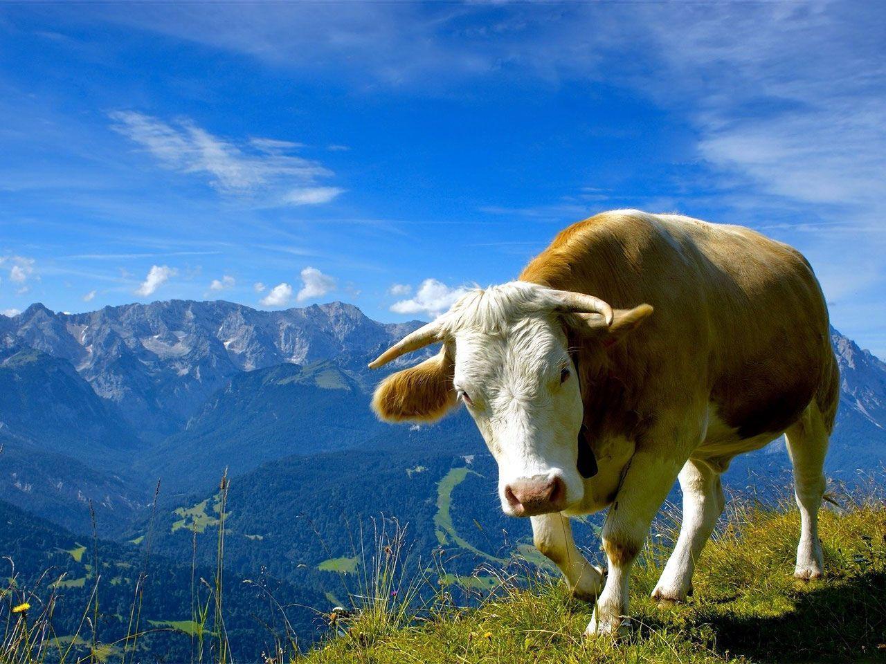 Cows Wallpaper Cows Animal Photo