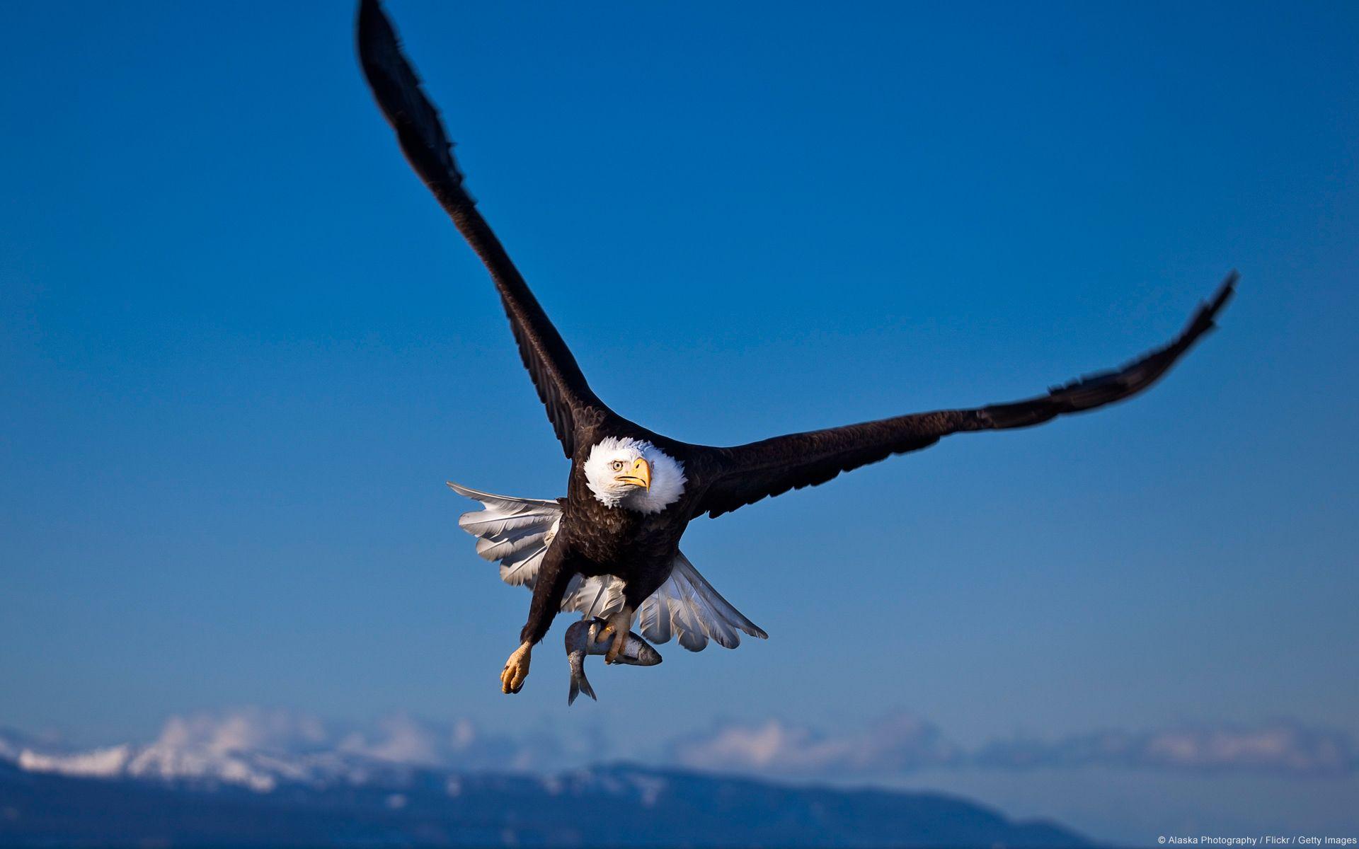Majestic Bald Eagle in Flight Wallpaperx1200