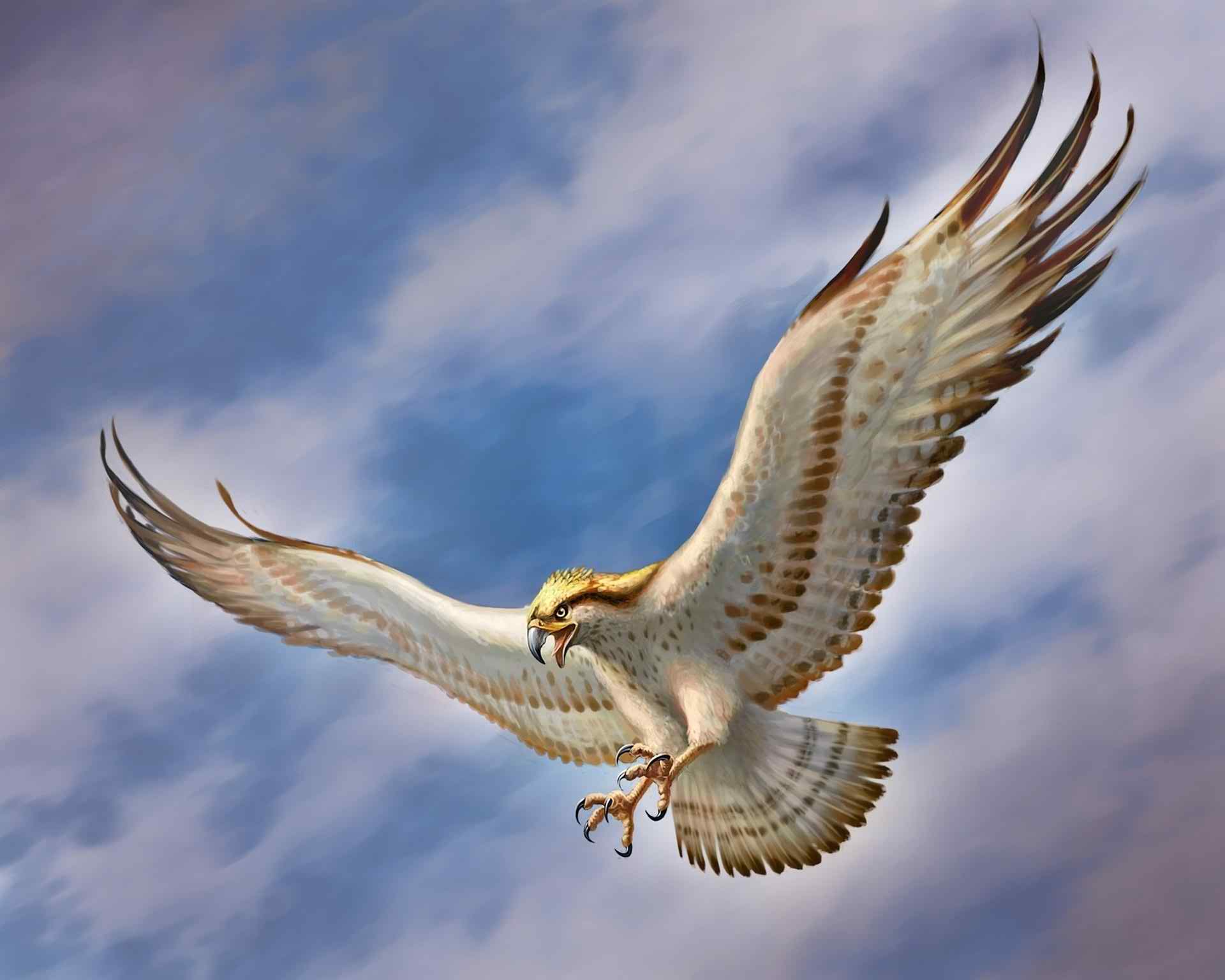 Flying Eagle HD Wallpaper Wallpaper Pop