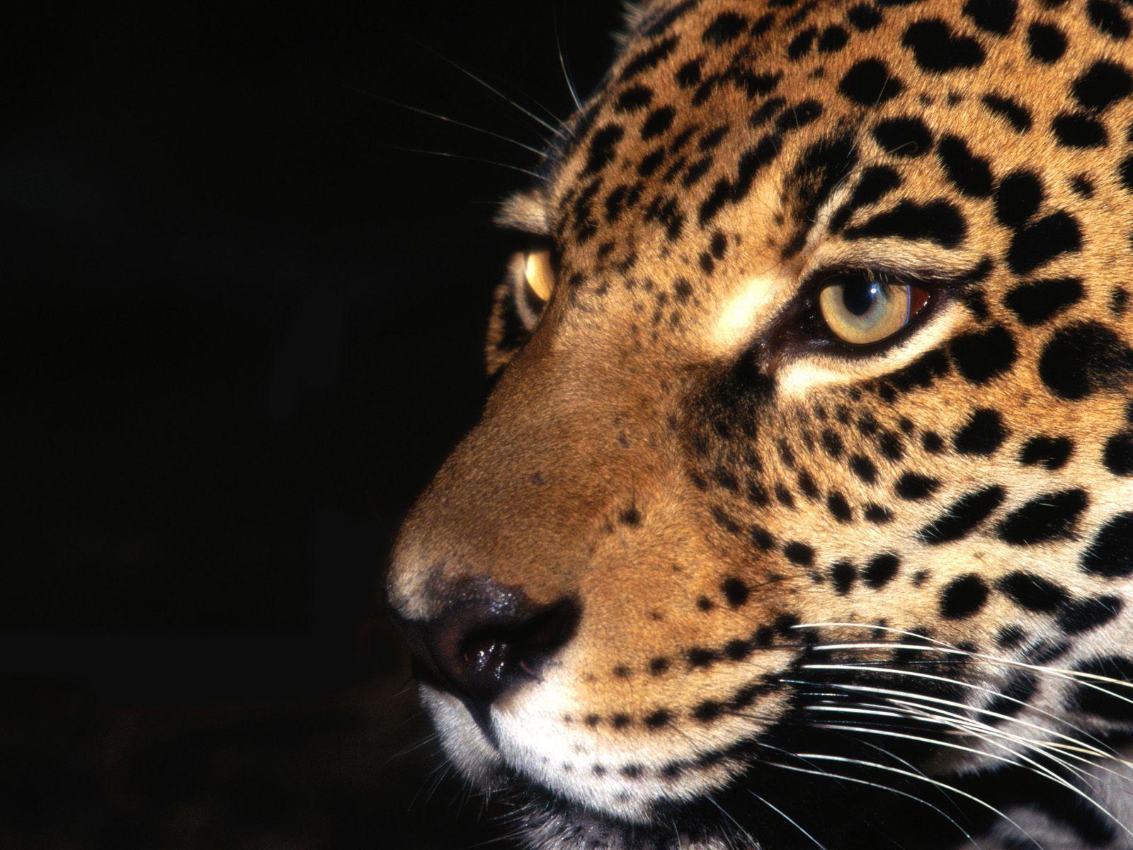 HD Jaguar Wallpaper