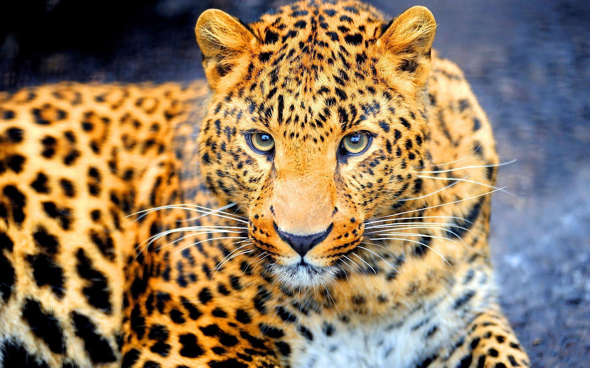 Dangerous jaguar Wallpaper