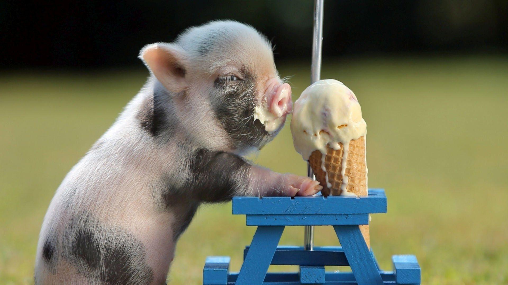 teacup pig desktop backgrounds