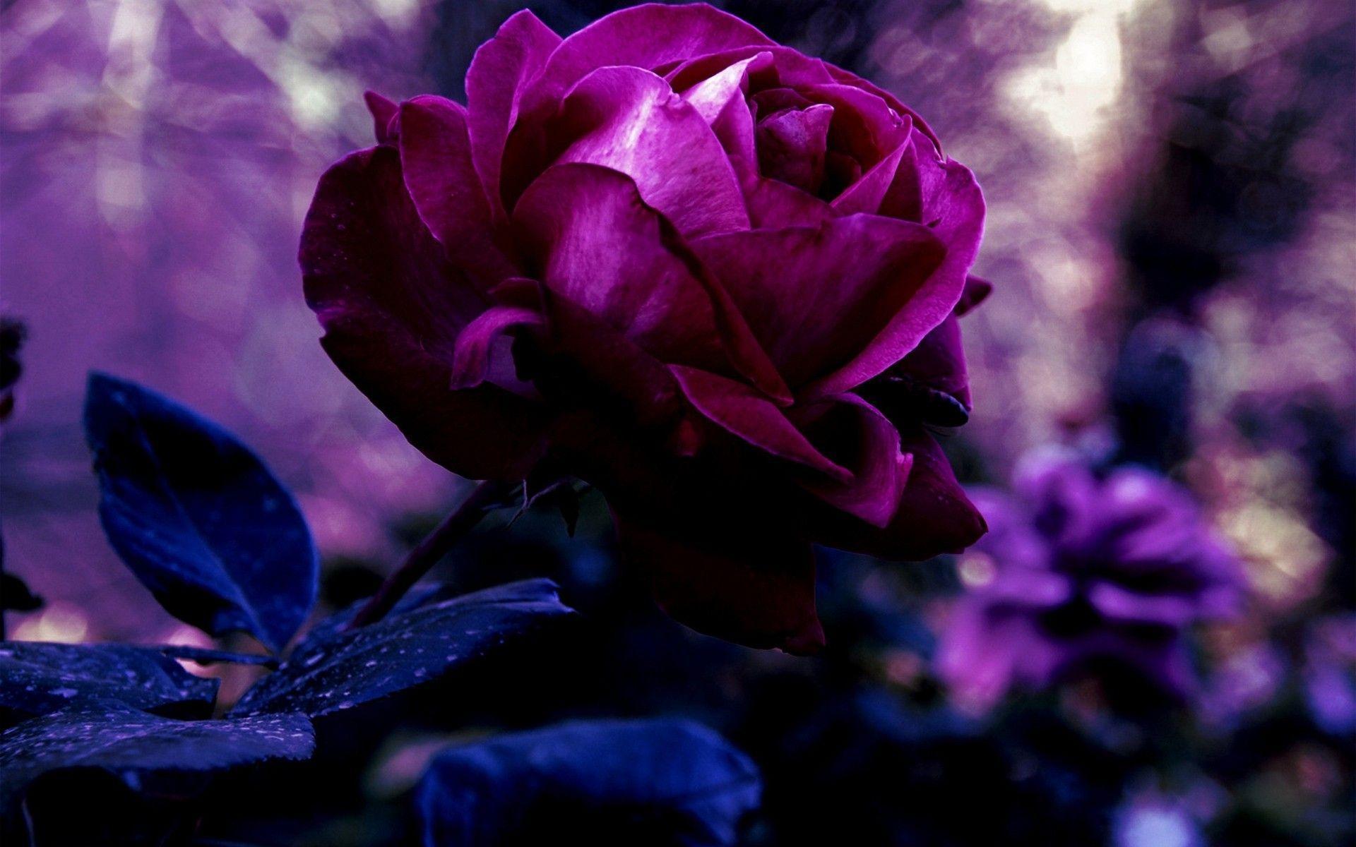 Dark, Black roses and Roses
