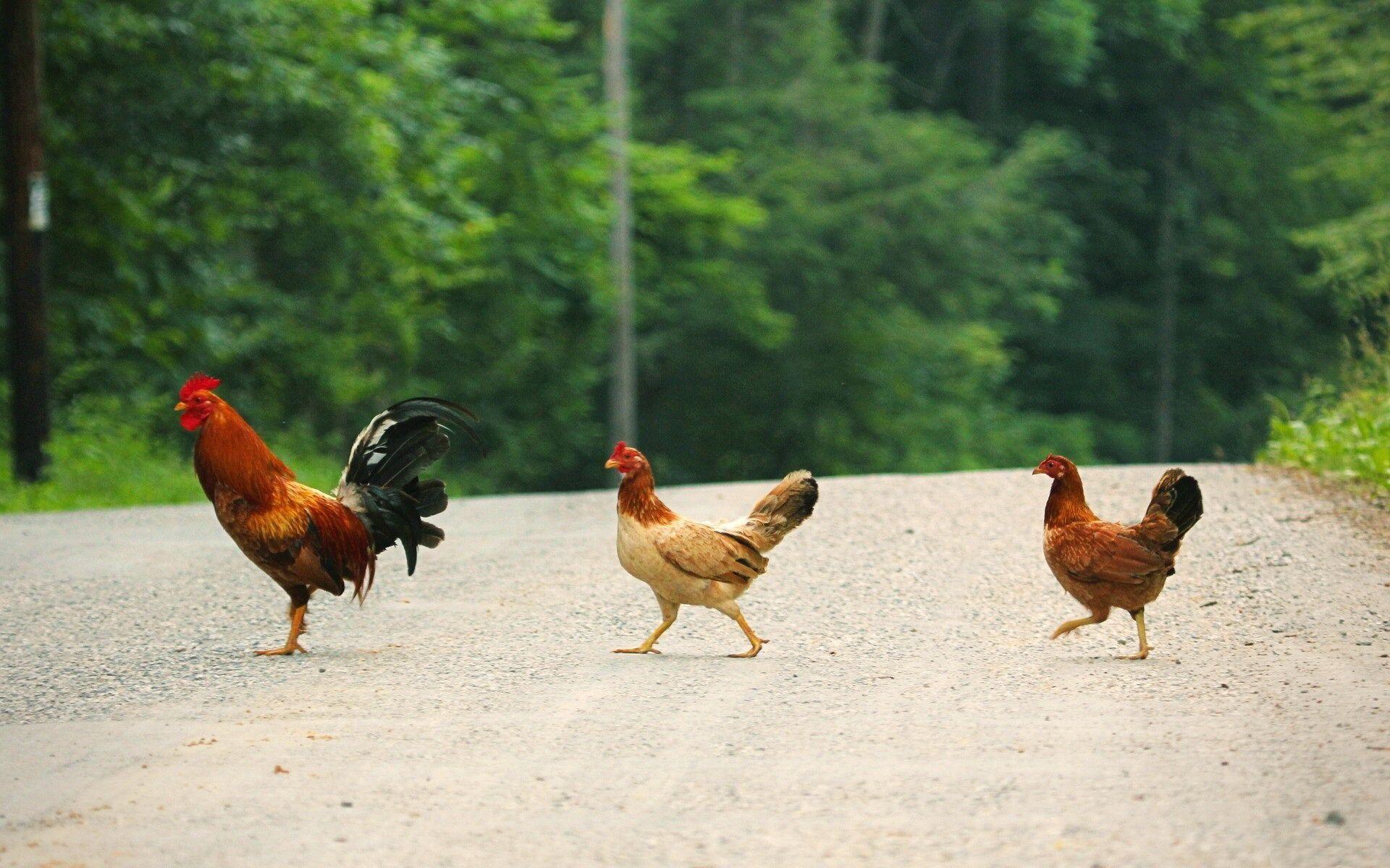 Why Did The Chicken Cross The Road ? HD Wallpaper