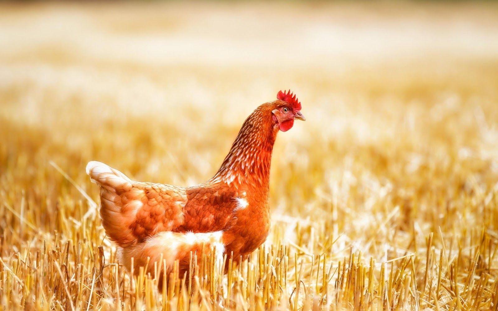Chicken (Hen) Bird Image Desktop Background Wallpaper