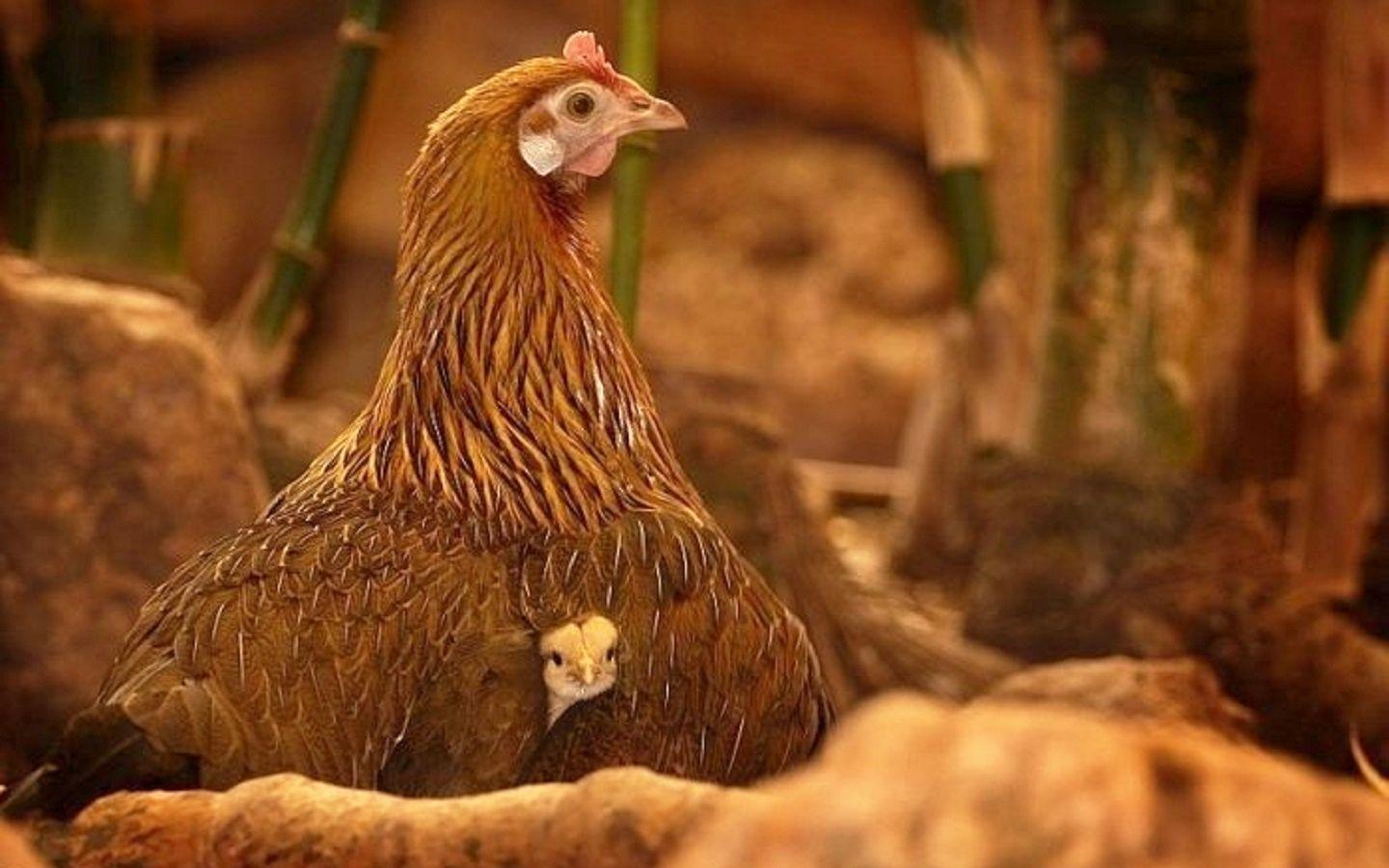 Chicken hello world mother newafe animals. I HD WALL FREE