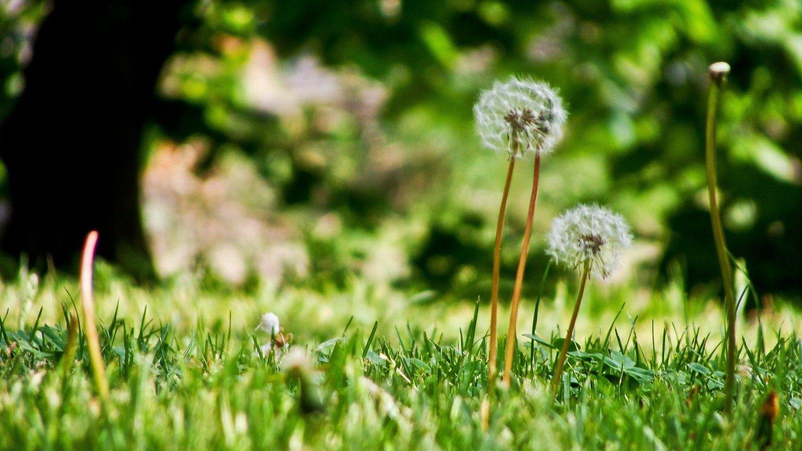 Free HD Dandelions Extremely Good Health Condition Leaving