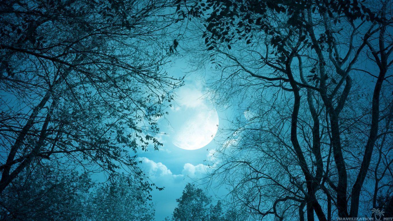 moonlight forest 2 HD Wallpaper