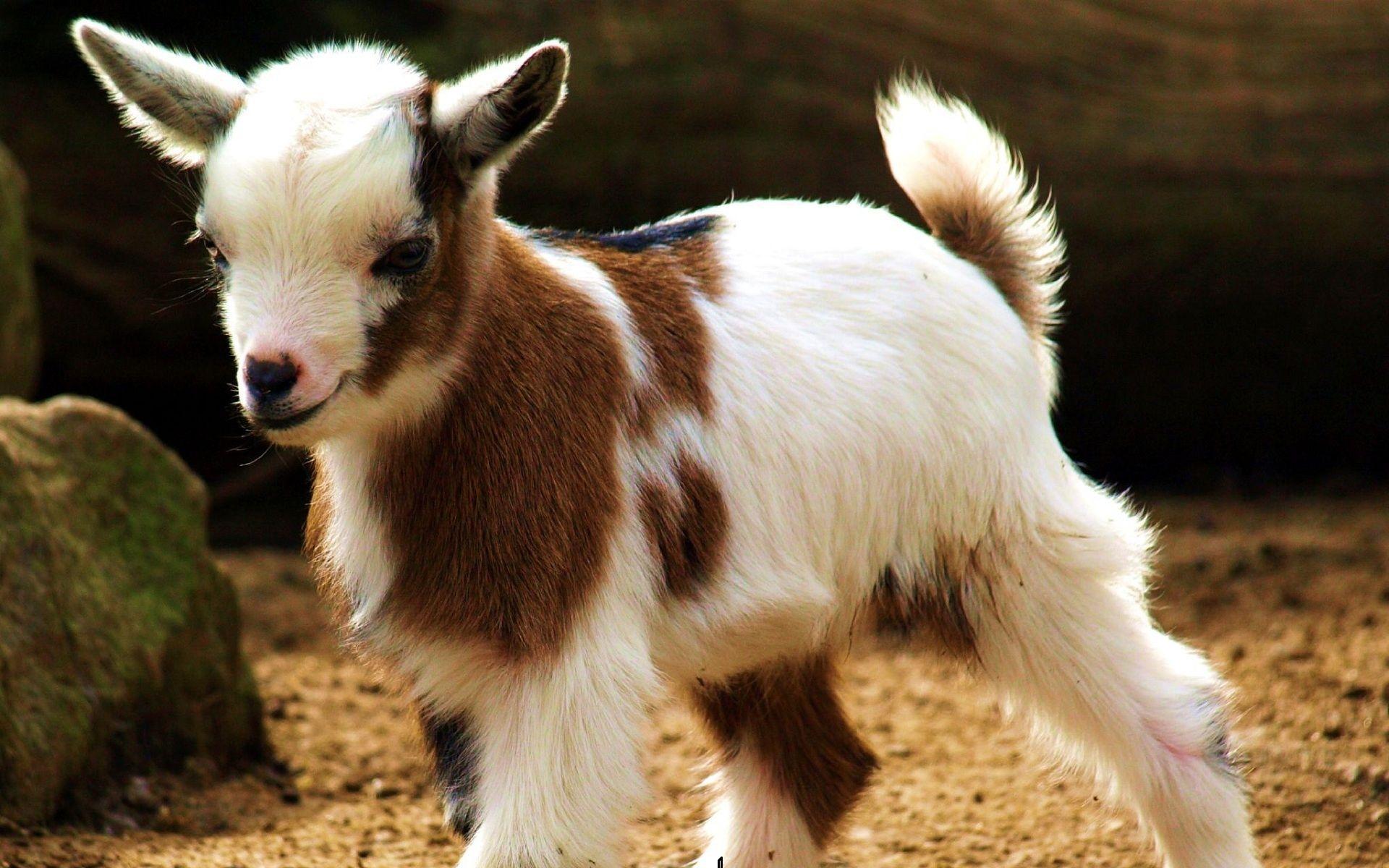 Baby Goat Wallpapers Wallpaper Cave