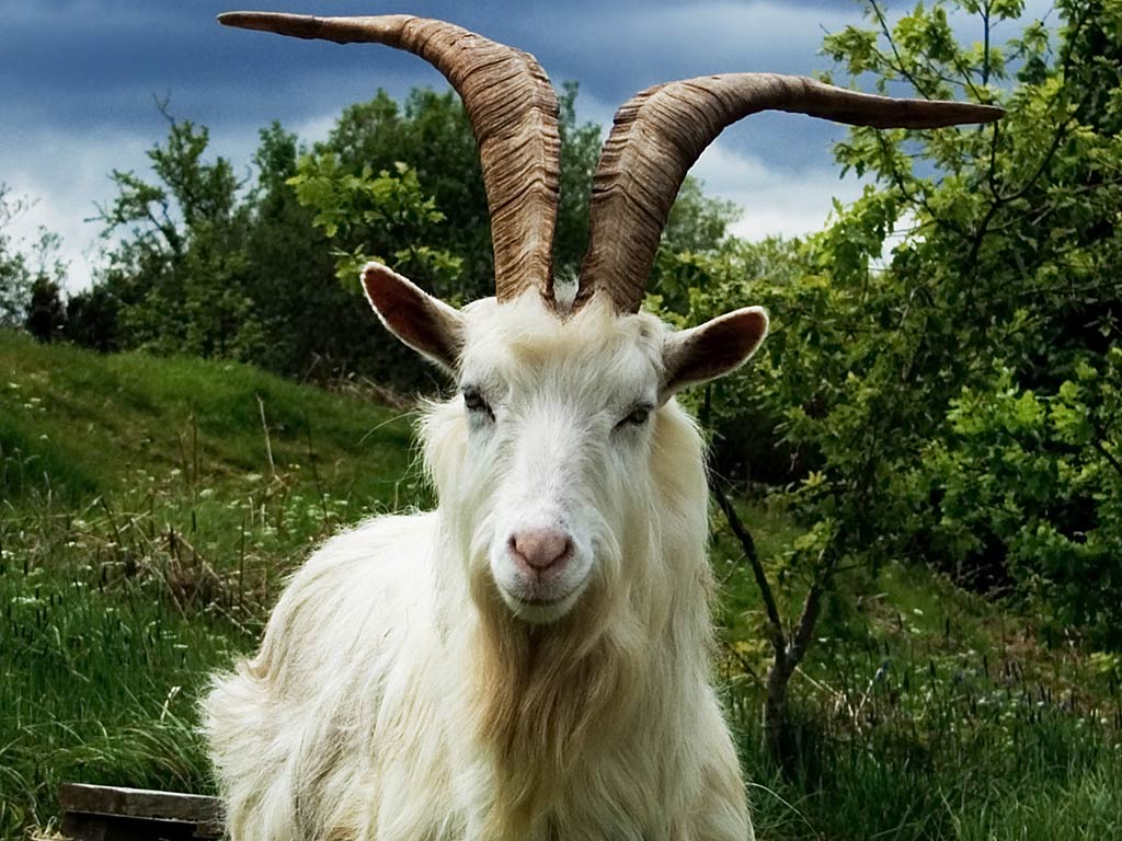 Goat Wallpapers.