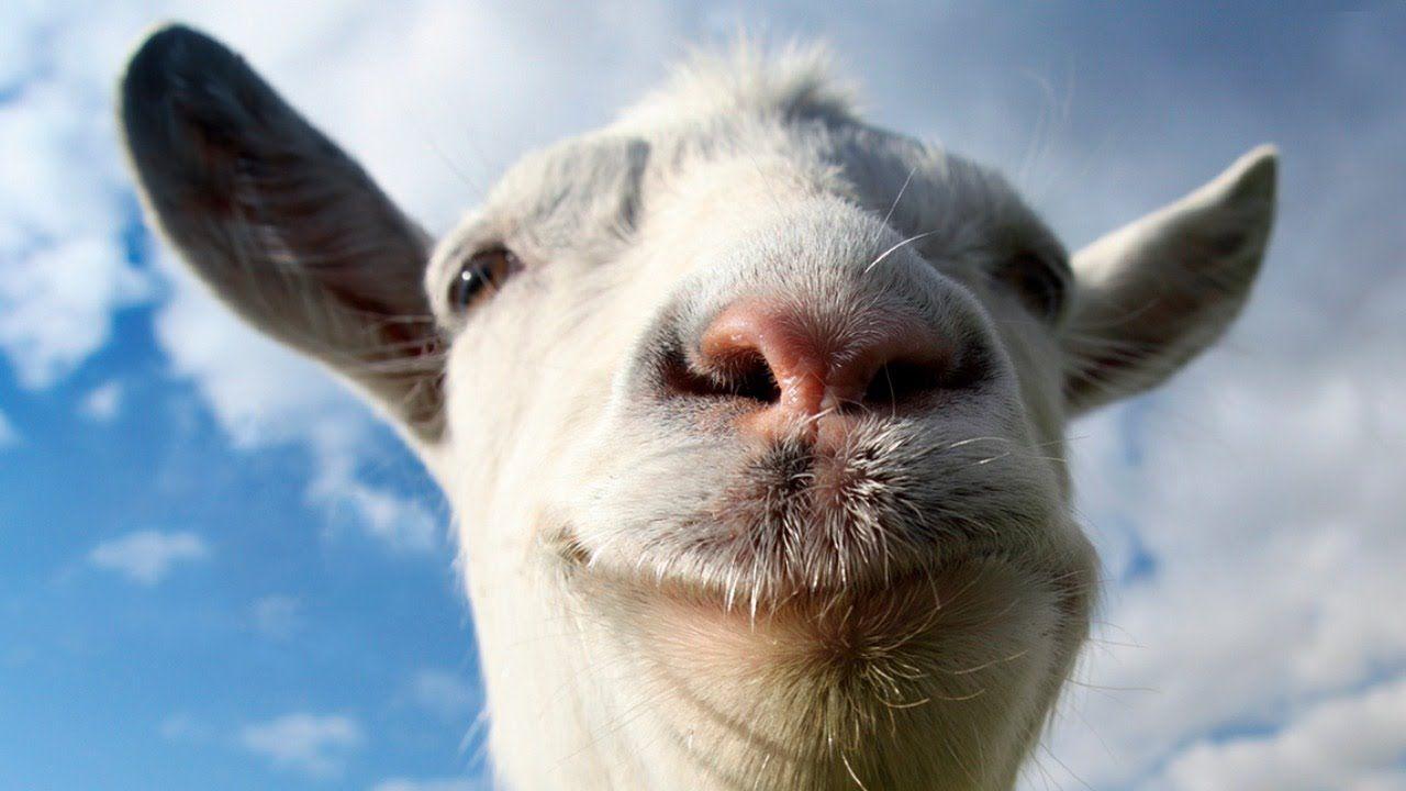 Animals Desktop Wallpaper, 820262 Goat Wallpaper