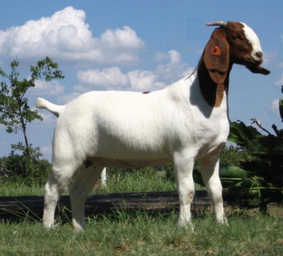 New Goat (Bakra) HD Wallpaper Picture Image Photo Collection