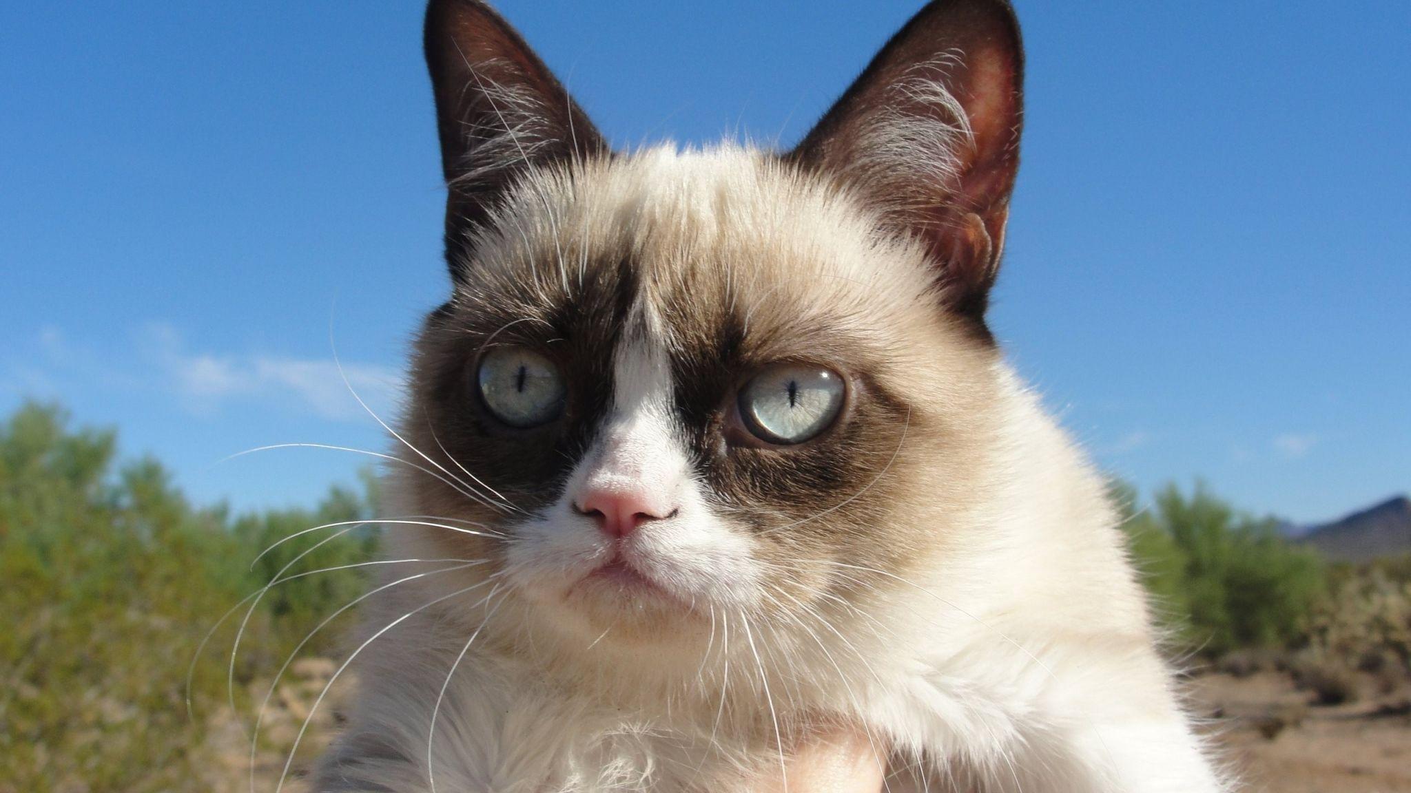 HD Grumpy cat Wallpaper HD, Desktop Background 2048x Image