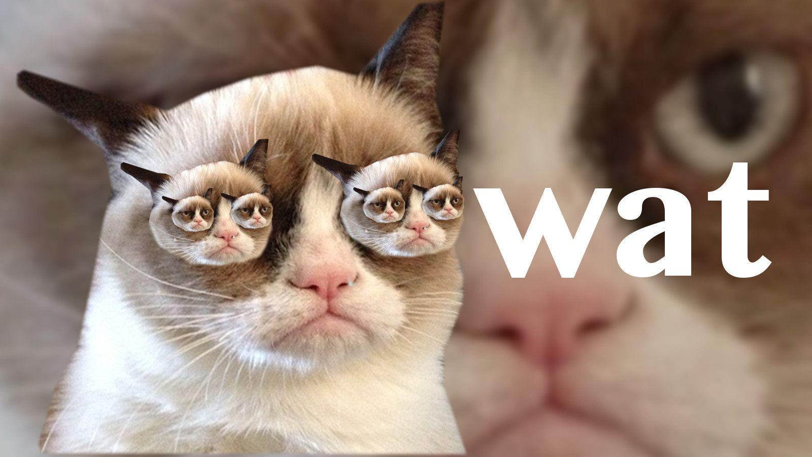 Grumpy Cat Desktop Wallpaper