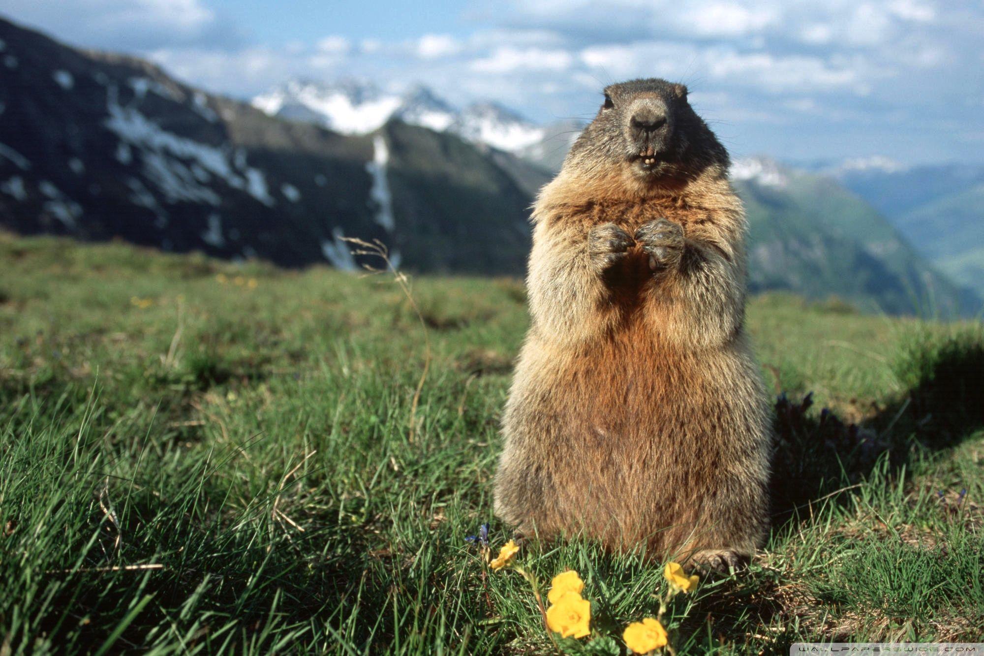 Alpine Marmot Hohe Tauern National Park Austria Wallpaper. HD