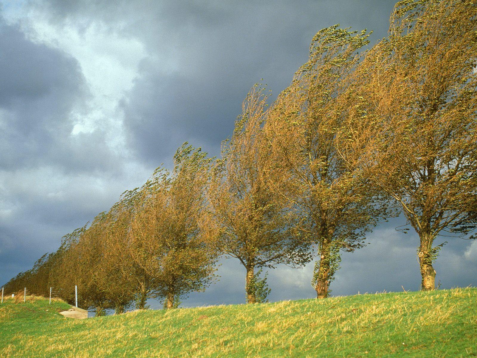 Poplars holland the netherlands Wallpaper
