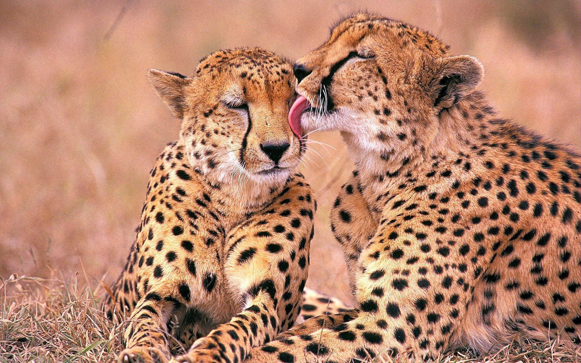 South African Cheetahs Wallpaper