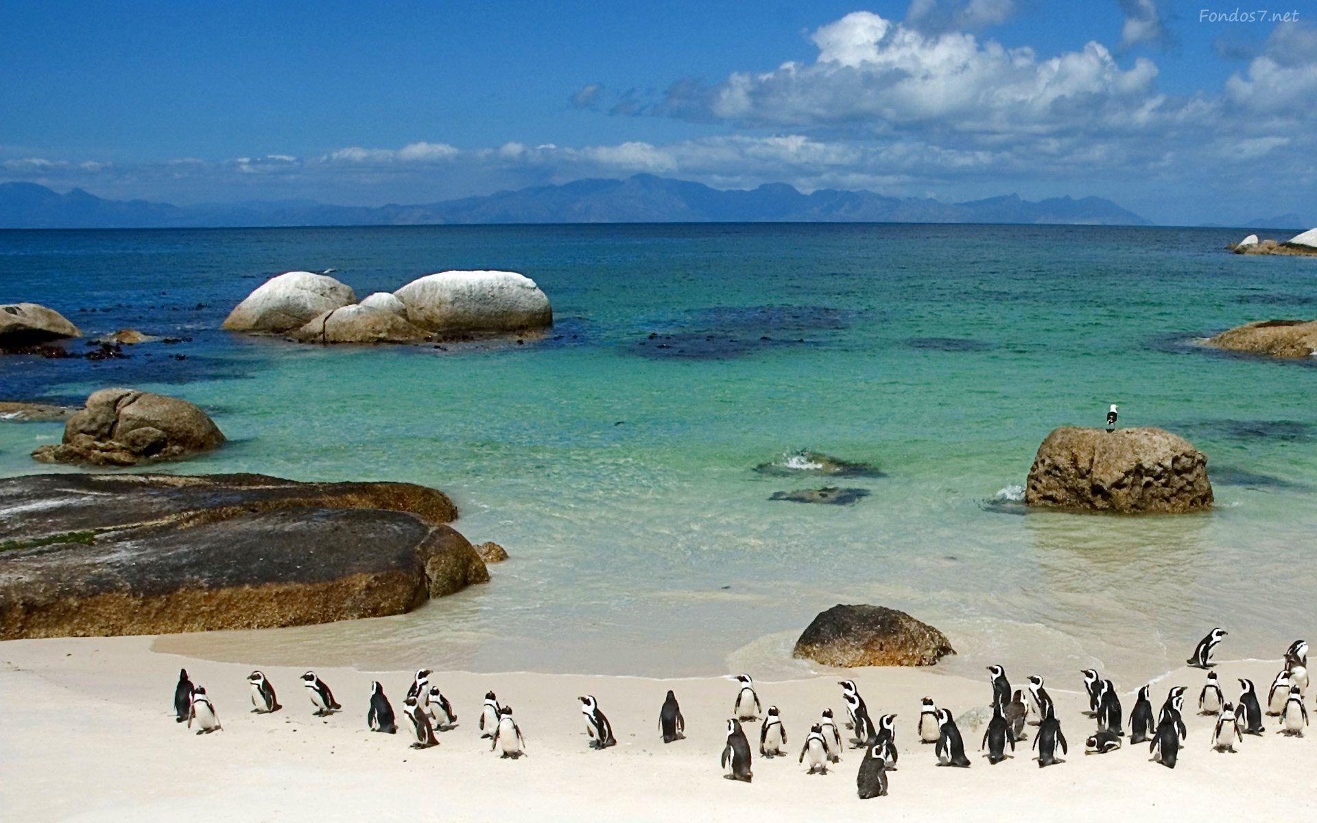 Penguins South Africa Wallpaper