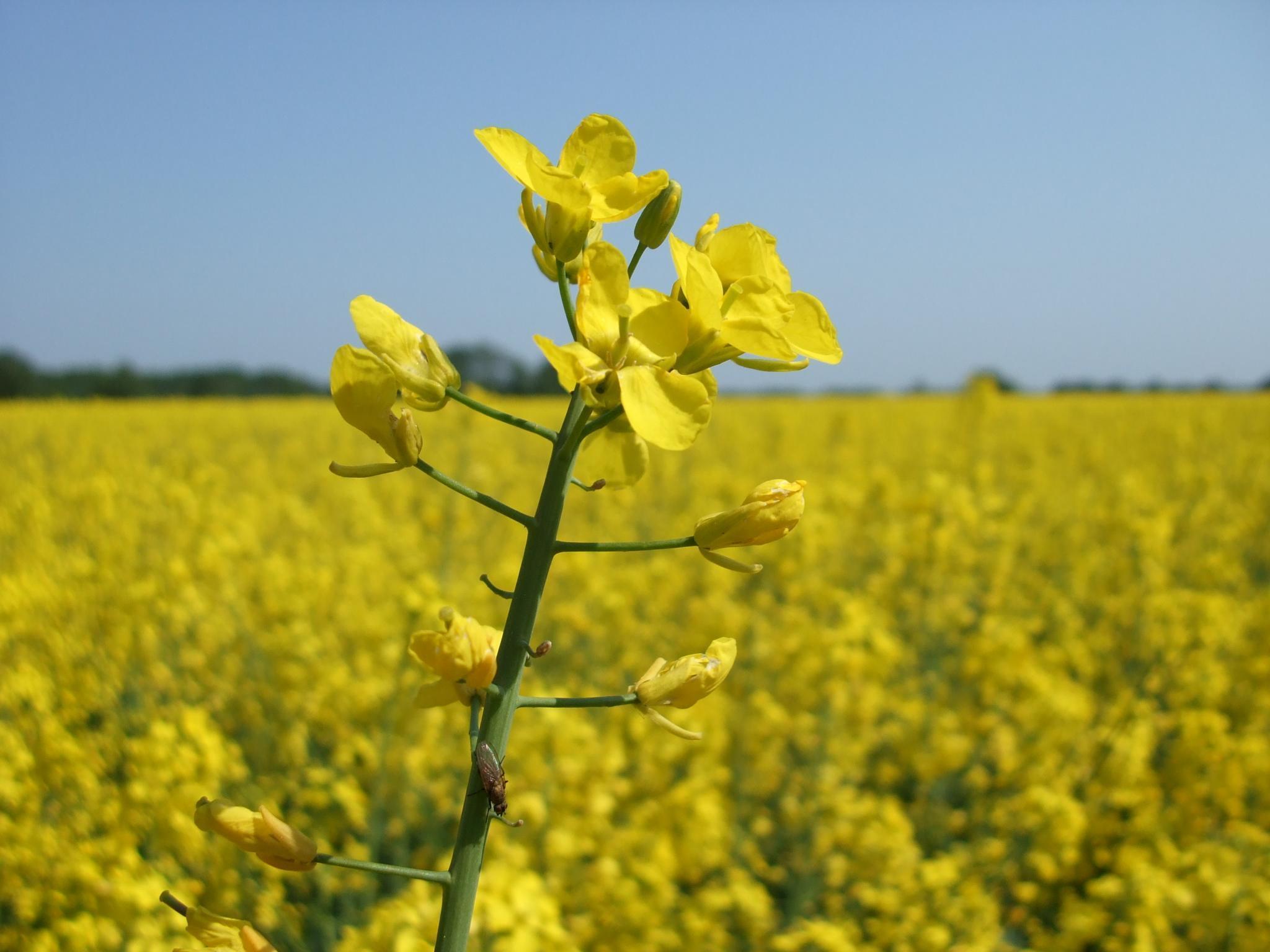 Wallpaper. Free Wallpaper background. Free Wallpaper download