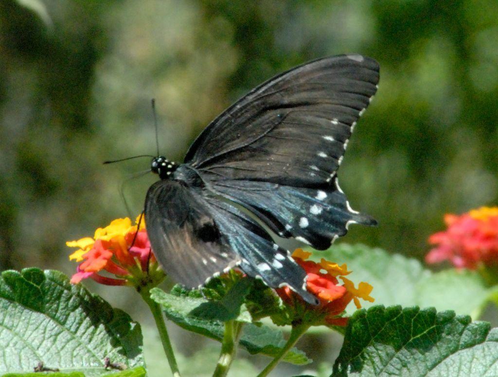 Wallpaper Com Collection