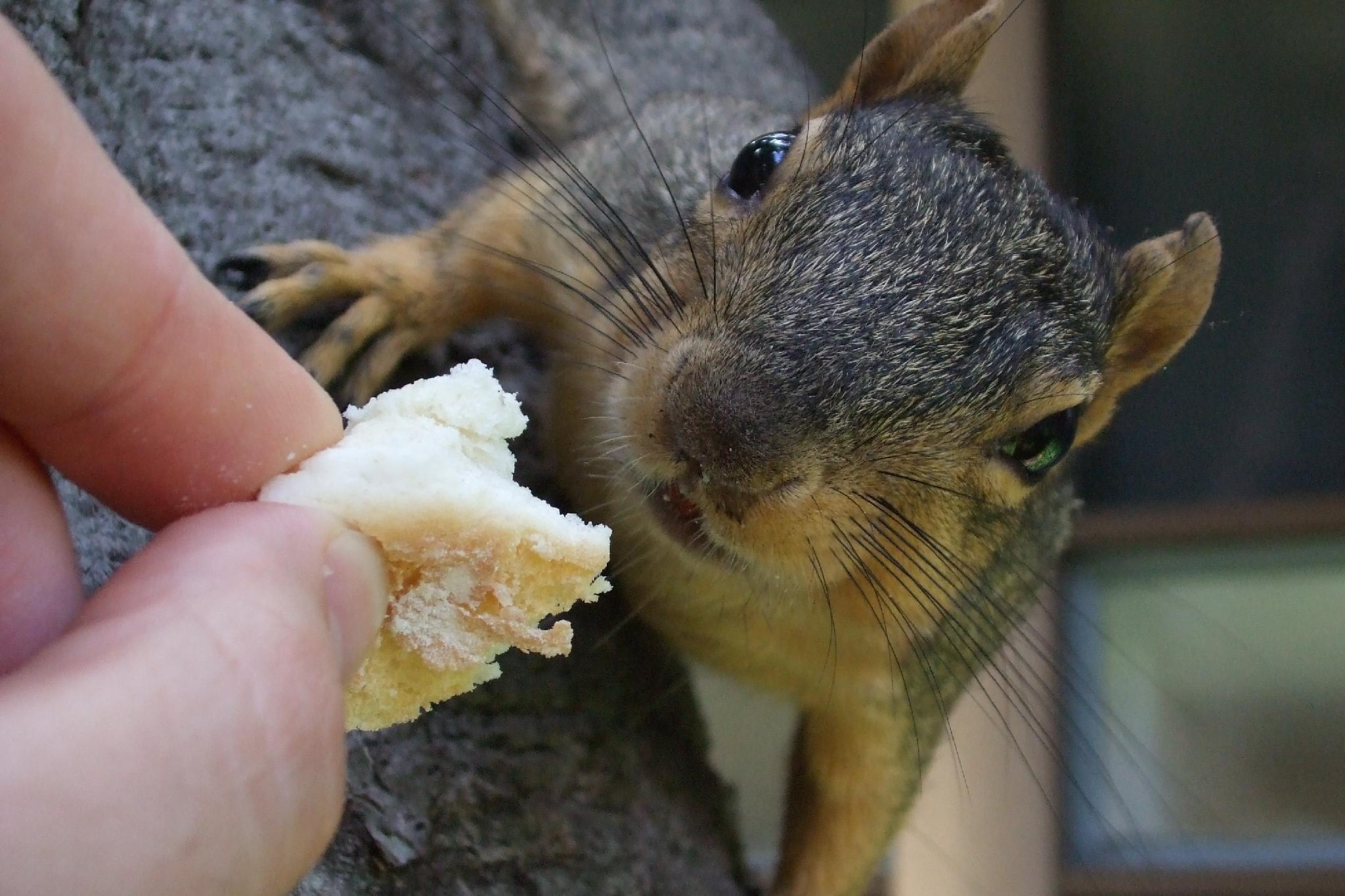 Wallpaper. Free Wallpaper background. Free Wallpaper download