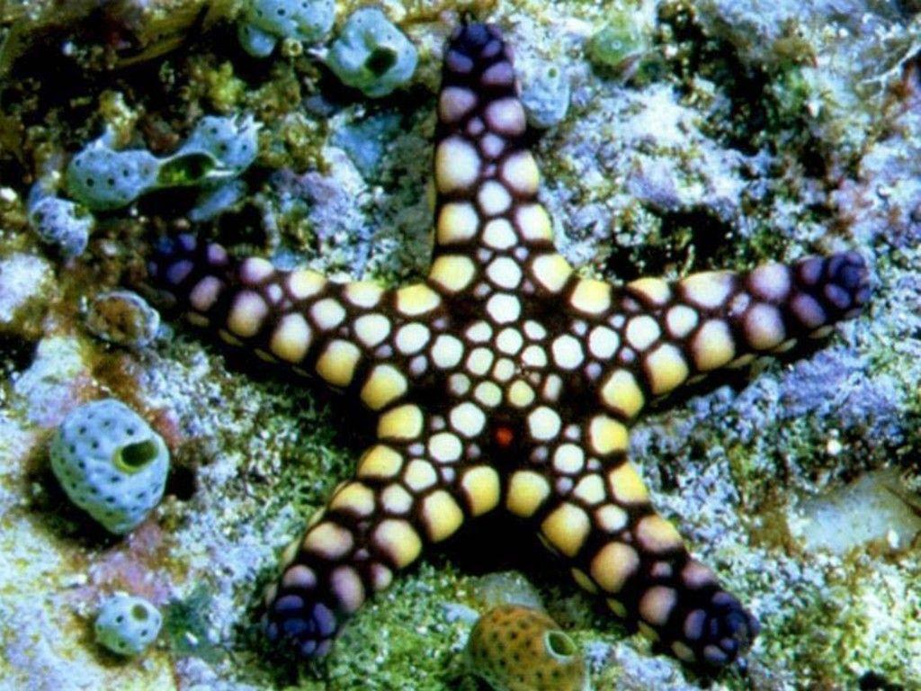 picture sea animals. black and white sea star sea creatures