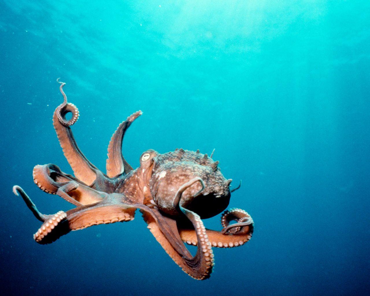Deep Ocean Life. Deep Sea Creatures Wallpaper.com