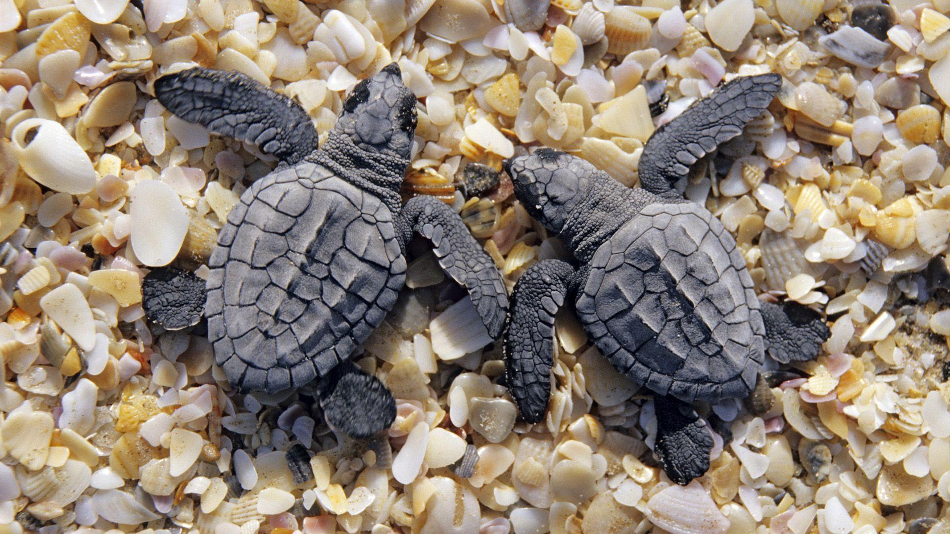 Sea Turtles Are Managed On A Fishery By Fishery Basis, Which Does