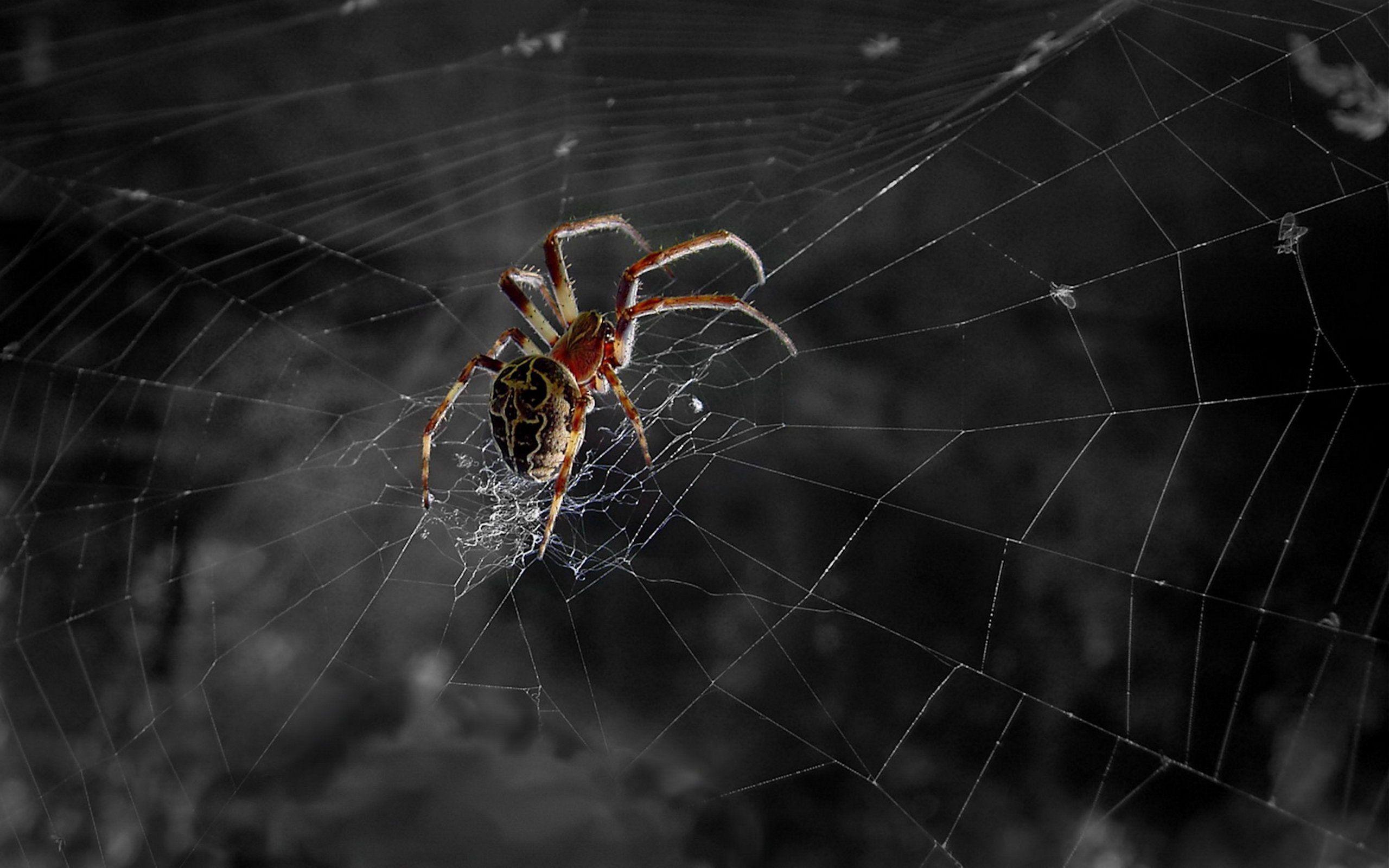 Spider Full HD Wallpaper and Background Imagex1600