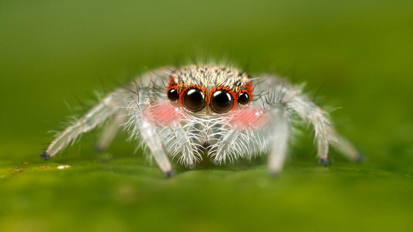 Spider HD Wallpaper and Background