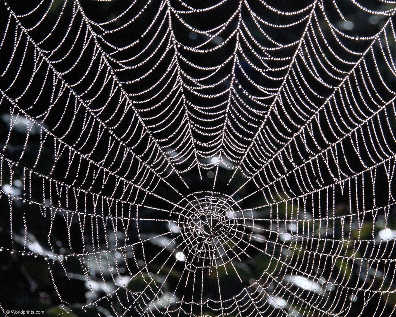 Spider Web wallpaperx768